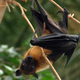 Image for article titled Fruit bats enjoy cunnilingus, too